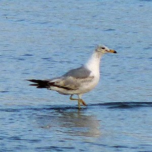 Second-summer Ring-billed Gull - Larus delawarensis © John Muddeman